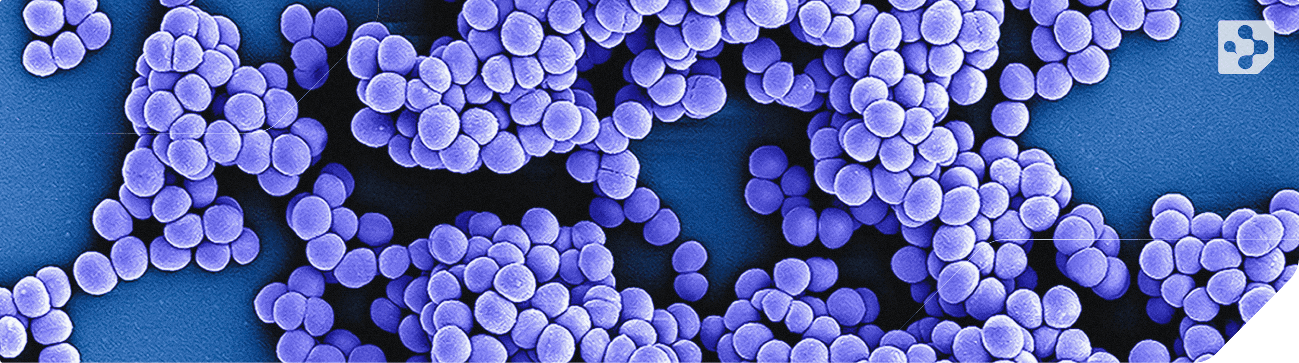 Staphylococcus aureus - Cover-1.png